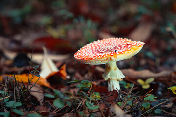 fly agaric mushroom