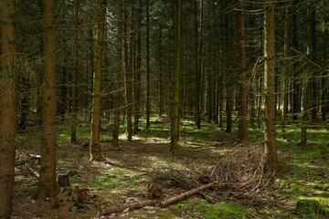 Dense forest with tall trees and lush greenery.