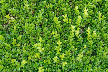 Obraz premium Lush green hedge with dense leaves