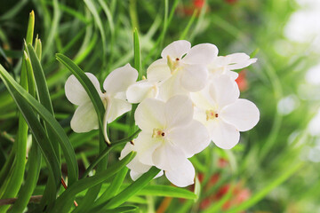 orchidea flowers texture © jonnysek