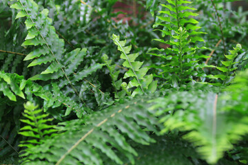 green fern texture