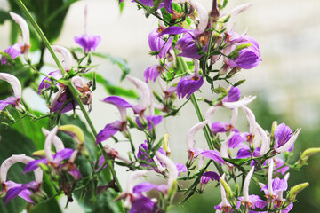brillantaisia owariensis flowers