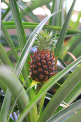 Fototapeta premium very small pineapple