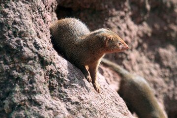 dwarf mongoose (Helogale parvula)
