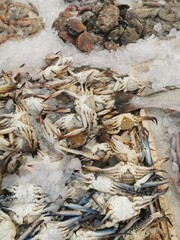 fishes and other animals from  the red sea