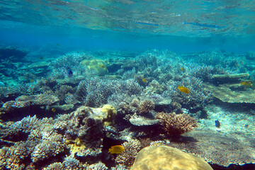 marine life in the Red Sea Egypt, hurghada