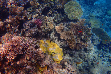 marine life in the Red Sea Egypt, hurghada