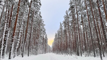 Fototapeta premium Winter Wonderland: Snow-Covered Forest with Towering Pine Trees