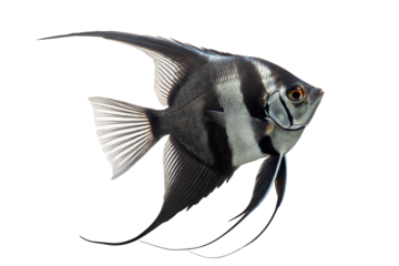 Black Angelfish (Pterophyllum scalare) - Freshwater Fish. Isolated. Transparent background