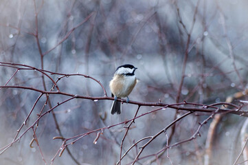 black capped chickadee
