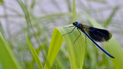 A macro shot of a dragonfly on green leaf