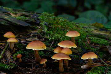 Ukraine, Carpathians. Mushrooms grow on mossy tree in deep forest. Fall leaves, wild nature details, dark woodland.