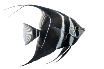 Black Angelfish (Pterophyllum scalare) - Freshwater Fish. Isolated. Transparent background