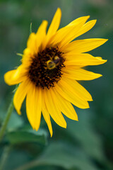 sunflower and bee