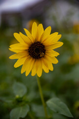 sunflower in the sun