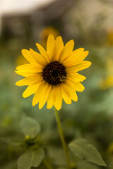 yellow sunflower
