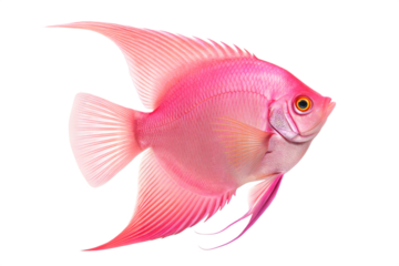 Pink Angelfish (Pterophyllum scalare) - Freshwater Fish. Isolated. Transparent background