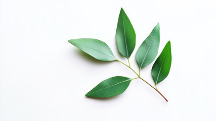 Obraz premium Eucalyptus Leaves Branch Displaying Vibrant Green Color Isolated on a White Background