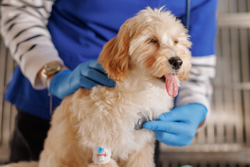 A veterinarian examines a dog and listens with a stethoscope, providing emergency medical care to...