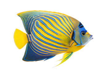 Tropical Angelfish (Pterophyllum scalare) - Freshwater Fish. Isolated. Transparent background