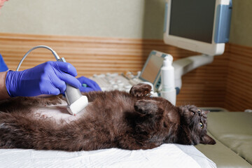 The abdominal cavity of a cat examined using ultrasound. The veterinarian performs an ultrasound...