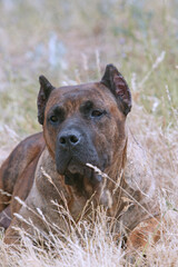 Dogo canario