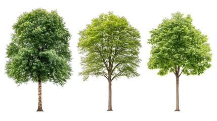 Vibrant autumn colors, four trees in a scenic landscape. explore the beauty of nature's transition with this captivating fall image.