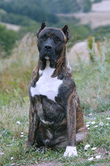 Dogo canario