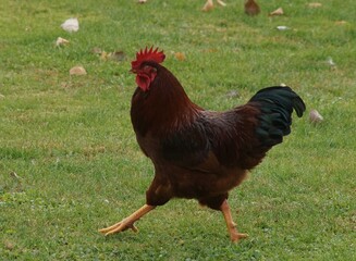 Strutting Rooster