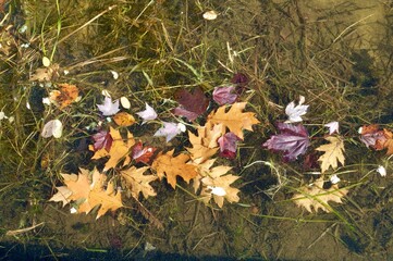 Fallen fall foliage floating in water