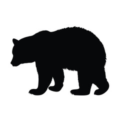 A black bear is walking on a white background. The bear is walking with its head down. The bear is walking on the right side of the image