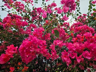 Red bougainvillea trees brighten up a lush garden, creating a serene and colorful natural view