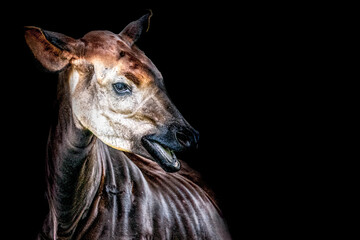 Majestic Okapi Portrait in Dramatic Lighting