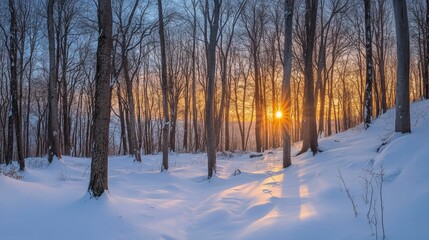 A snowy forest at dusk, with the last light of day illuminating the tops of the trees.