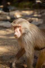 Obraz premium portrait of a baboon
