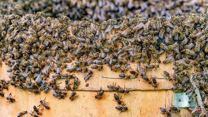 Bees. A lot of bees. Swarming