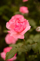 pink rose