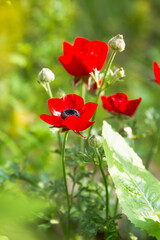 red poppy floweר 