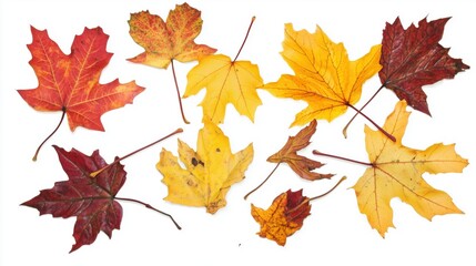 Obraz premium Colorful autumn leaves on white background showcasing fall diversity