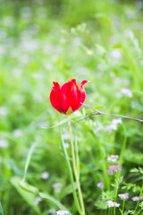 red poppy flower