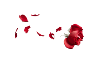 Beautiful red rose flower with scattered petals falling in the air isolated on background.