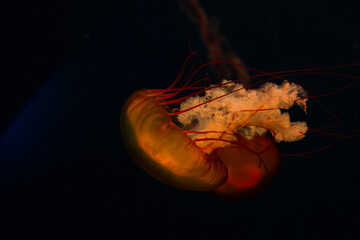 jellyfish in the water