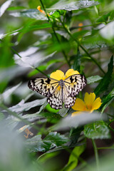 Obraz premium butterfly on flower