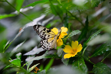 Obraz premium butterfly on flower