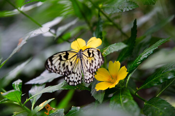 butterfly on flower