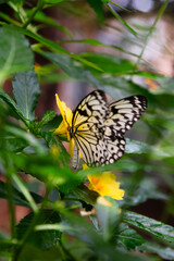 butterfly on flower
