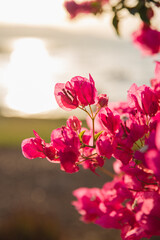 Obraz premium pink flowers 