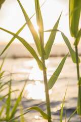 grass on the ground
