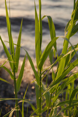 Obraz premium wildflower at sunset 
