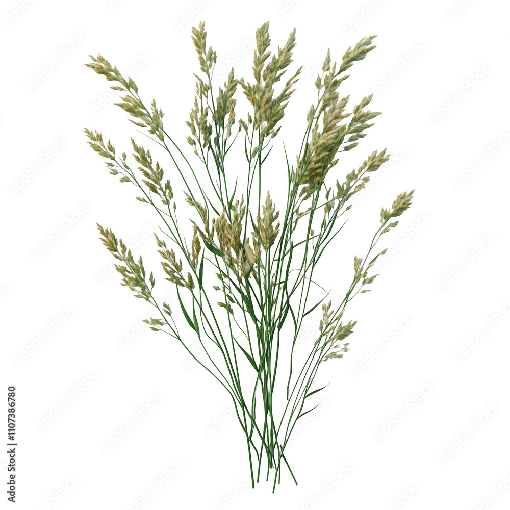 Poster isolated image of green grass with panicles on a transparent background, perfect for graphic project